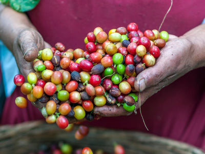 What Exactly is "Fair Trade" & How to Tell if You're Buying It