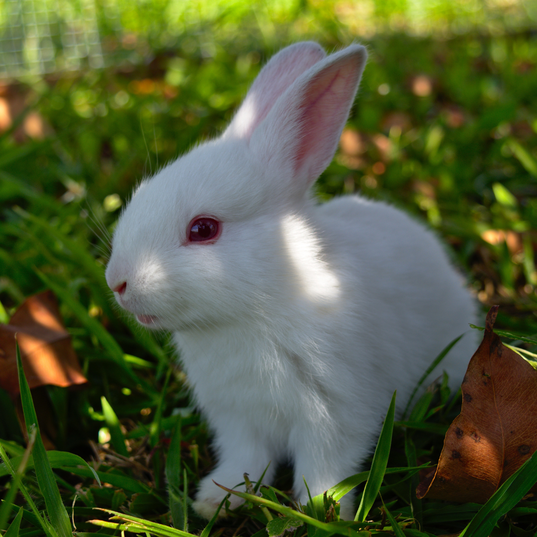 The State of Cosmetic Testing on Animals – DoneGood