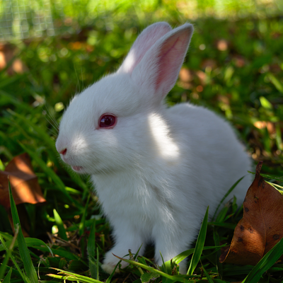 The State of Cosmetic Testing on Animals