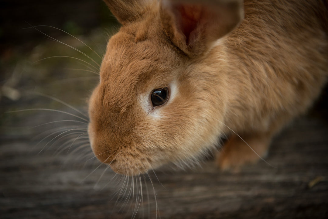 If My Shampoo Wasn’t Tested on Animals—How Do I Know It’s Safe?