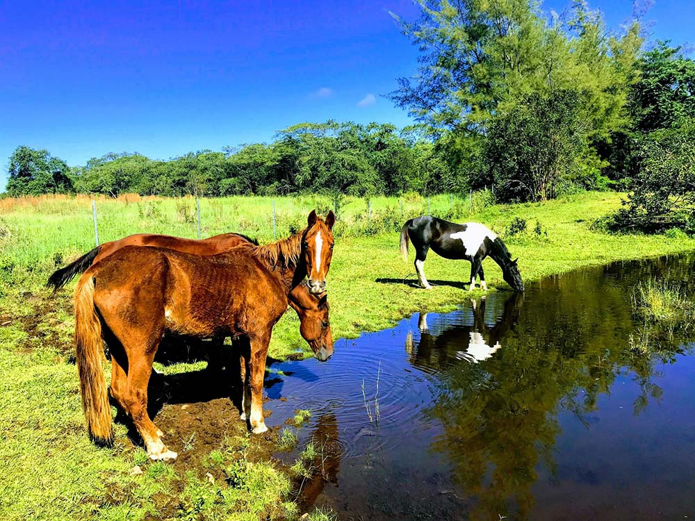 This Farm in Hawaii  Combats Climate Change, Restores Plant Life, and Creates Community—Updated for 2022