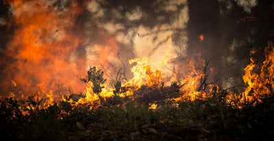 The Rainforest is Burning- Here's How You Can Help