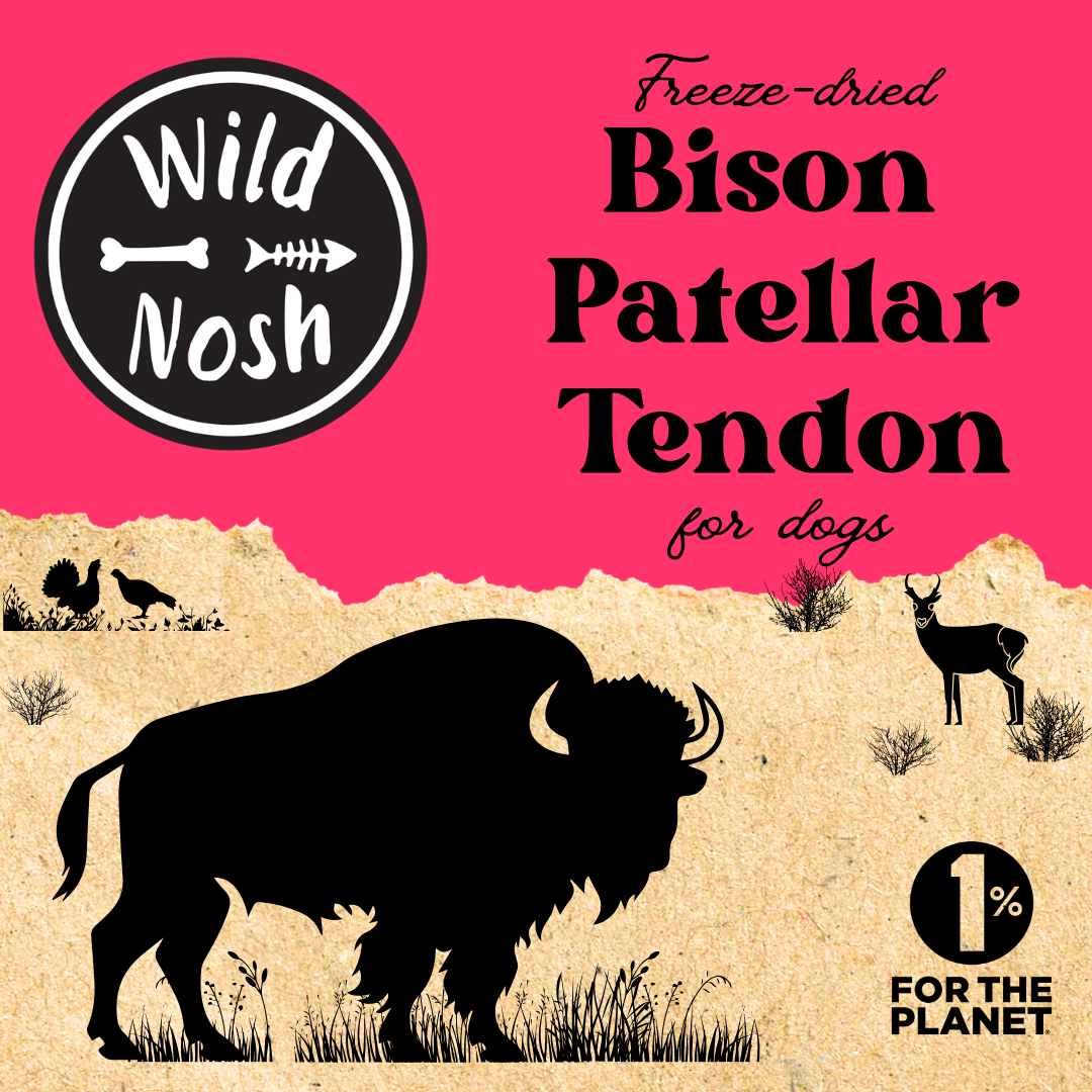 Freeze-Dried Bison Patellar Tendon