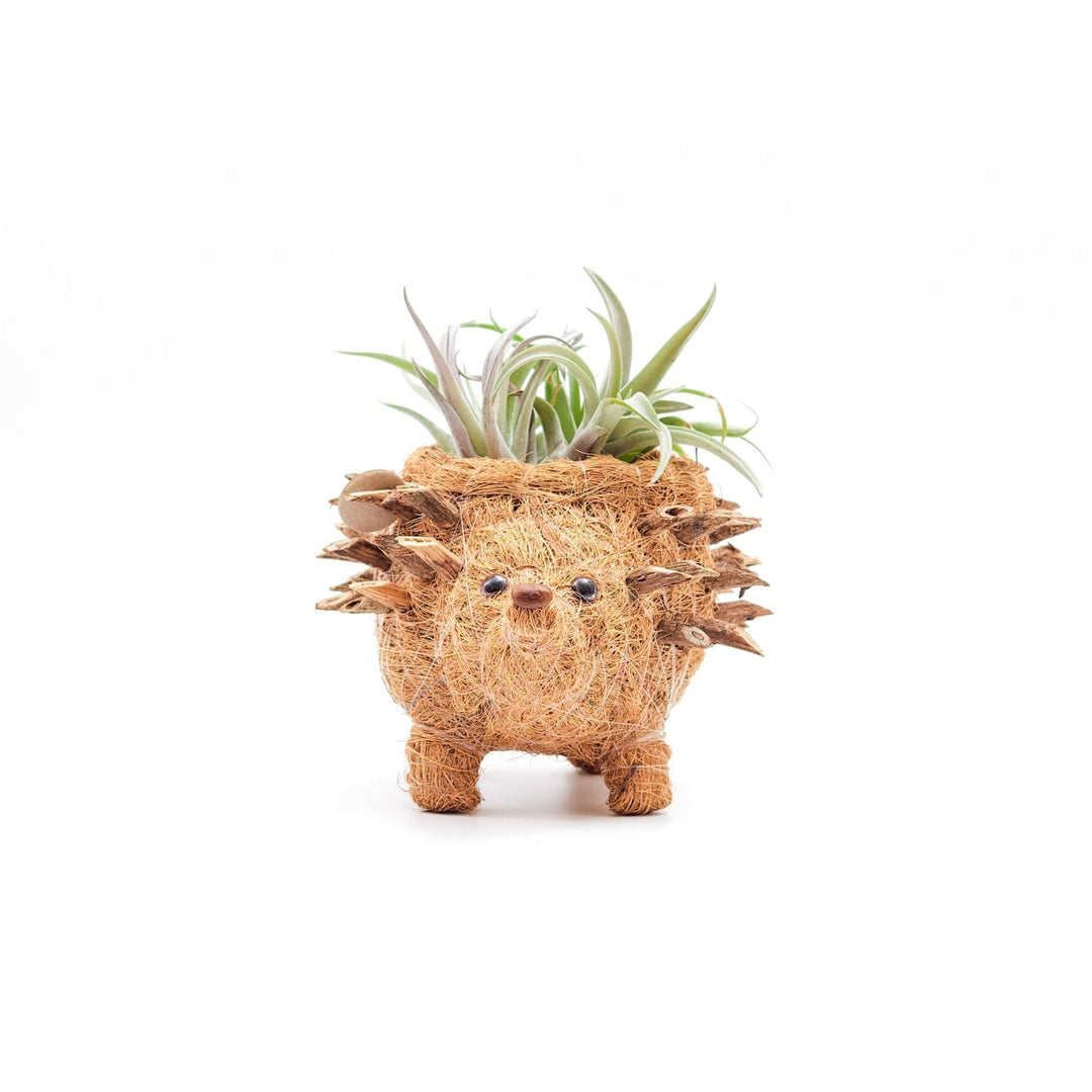 Baby Hedgehog Plant Pot