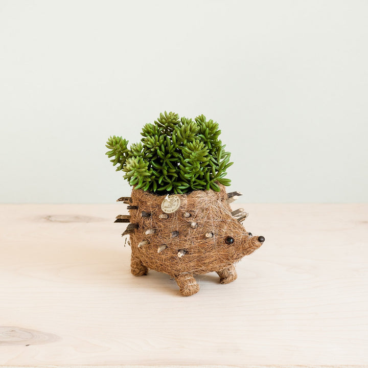 Baby Hedgehog Plant Pot