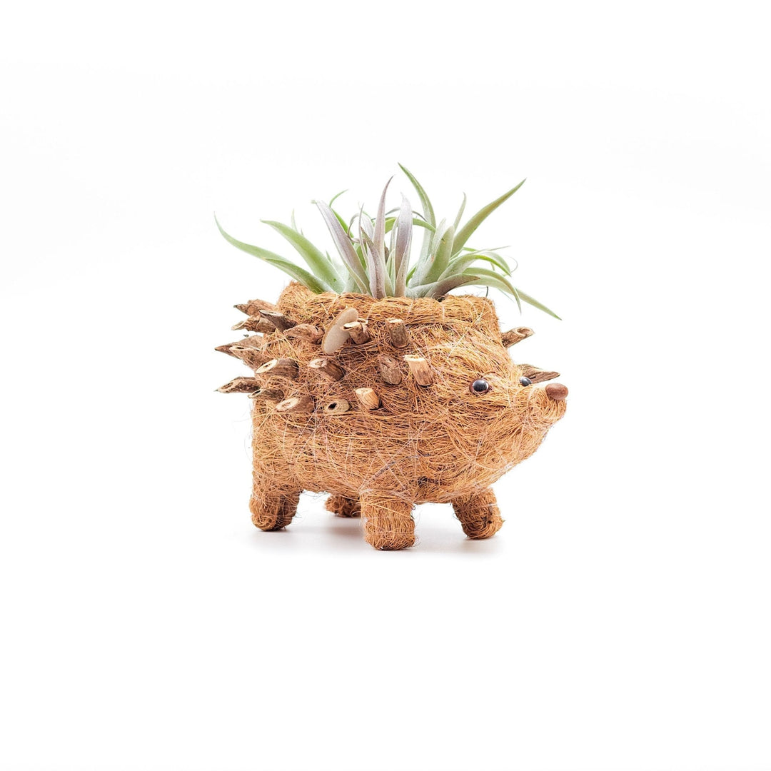 Baby Hedgehog Plant Pot