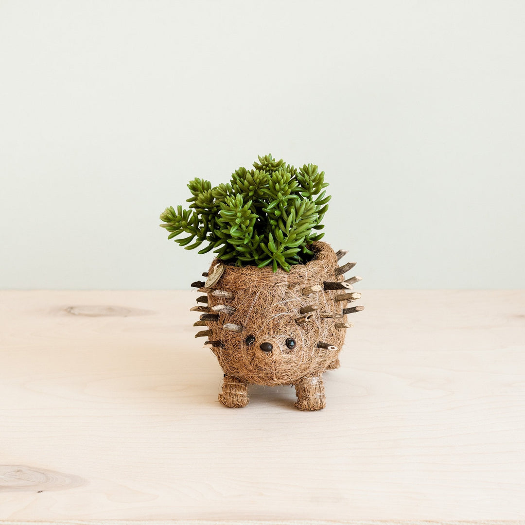 Baby Hedgehog Plant Pot