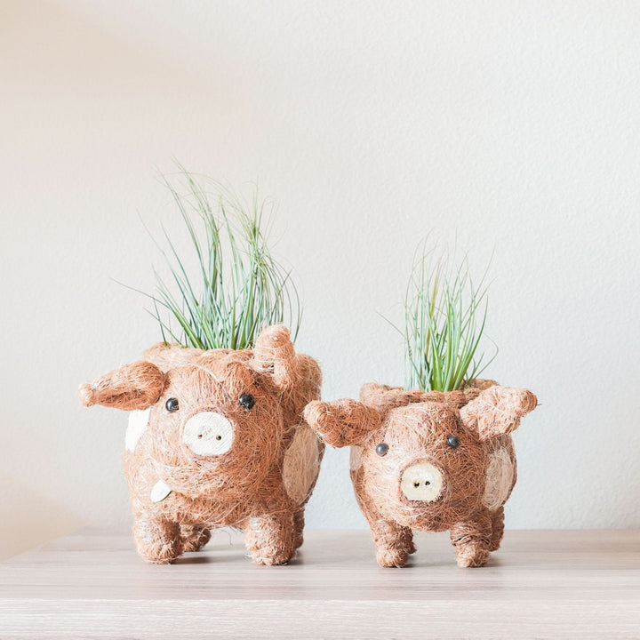 Baby Pig Succulent Pot