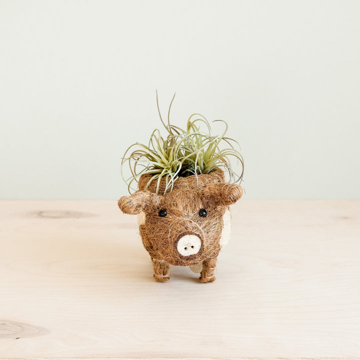 Baby Pig Succulent Pot