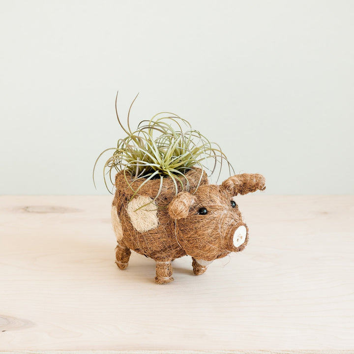 Baby Pig Succulent Pot