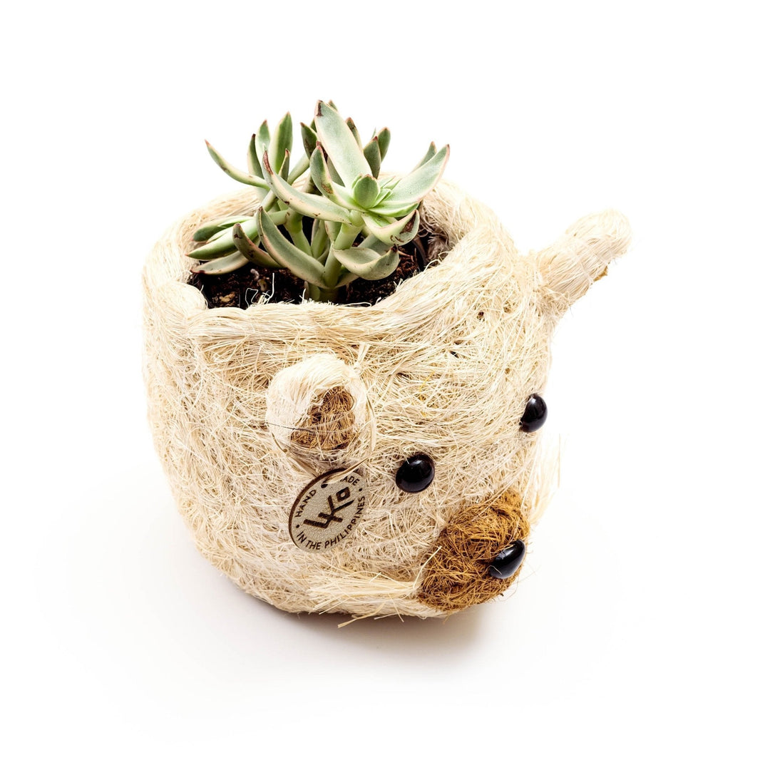 Cat Succulent Planter