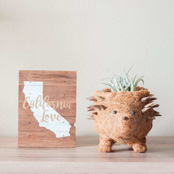 Hedgehog Planter