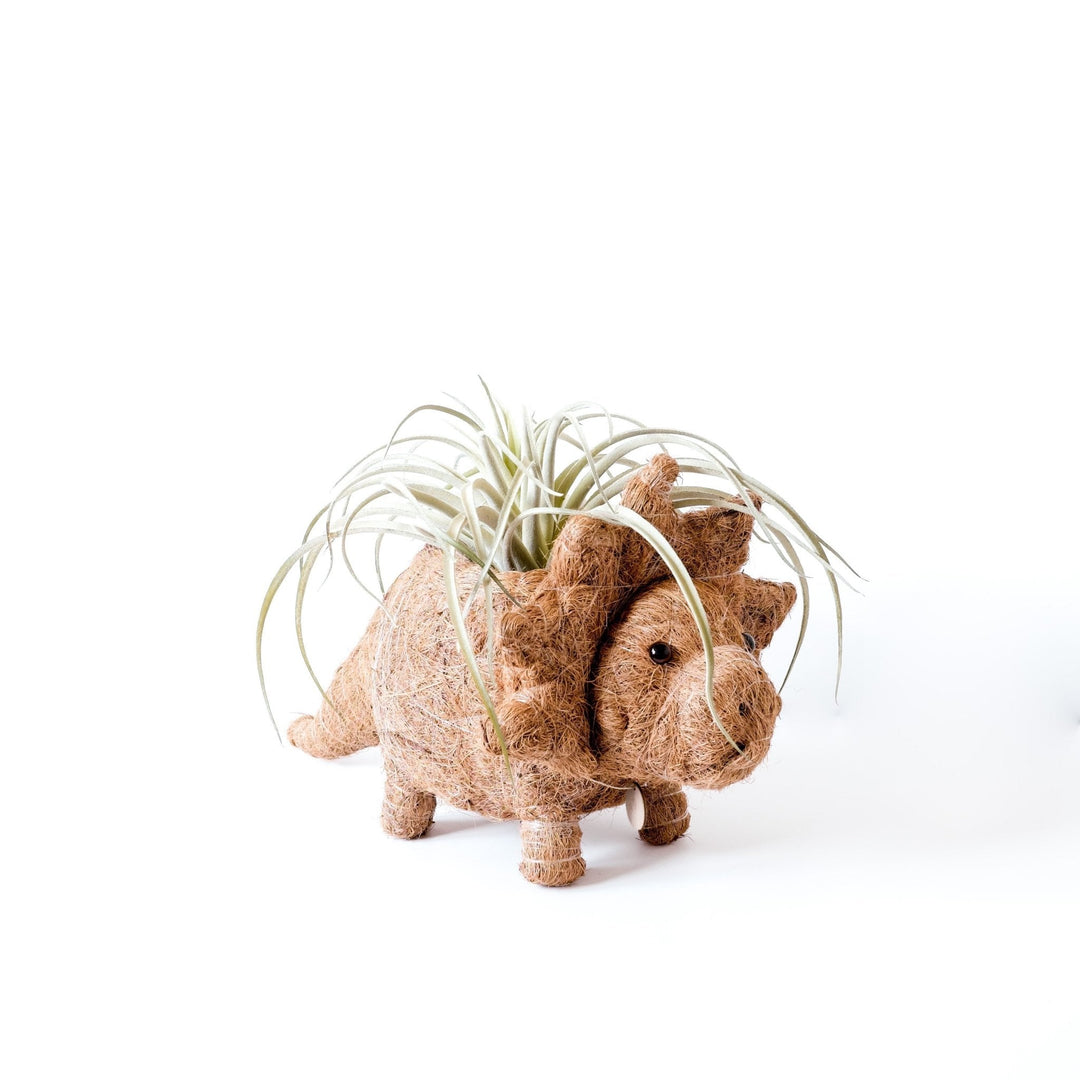 Triceratops Planter