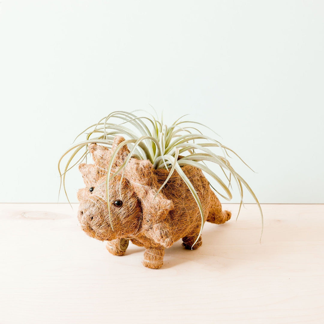 Triceratops Planter