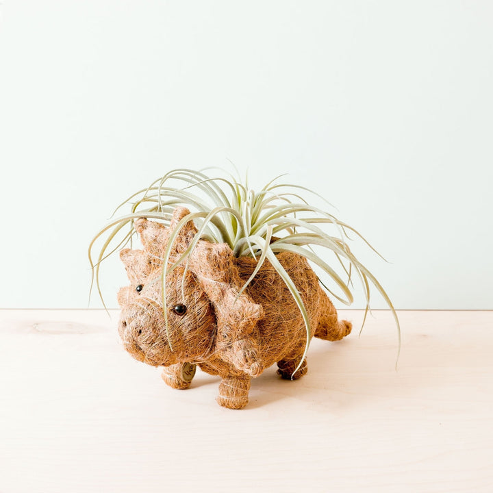 Triceratops Planter