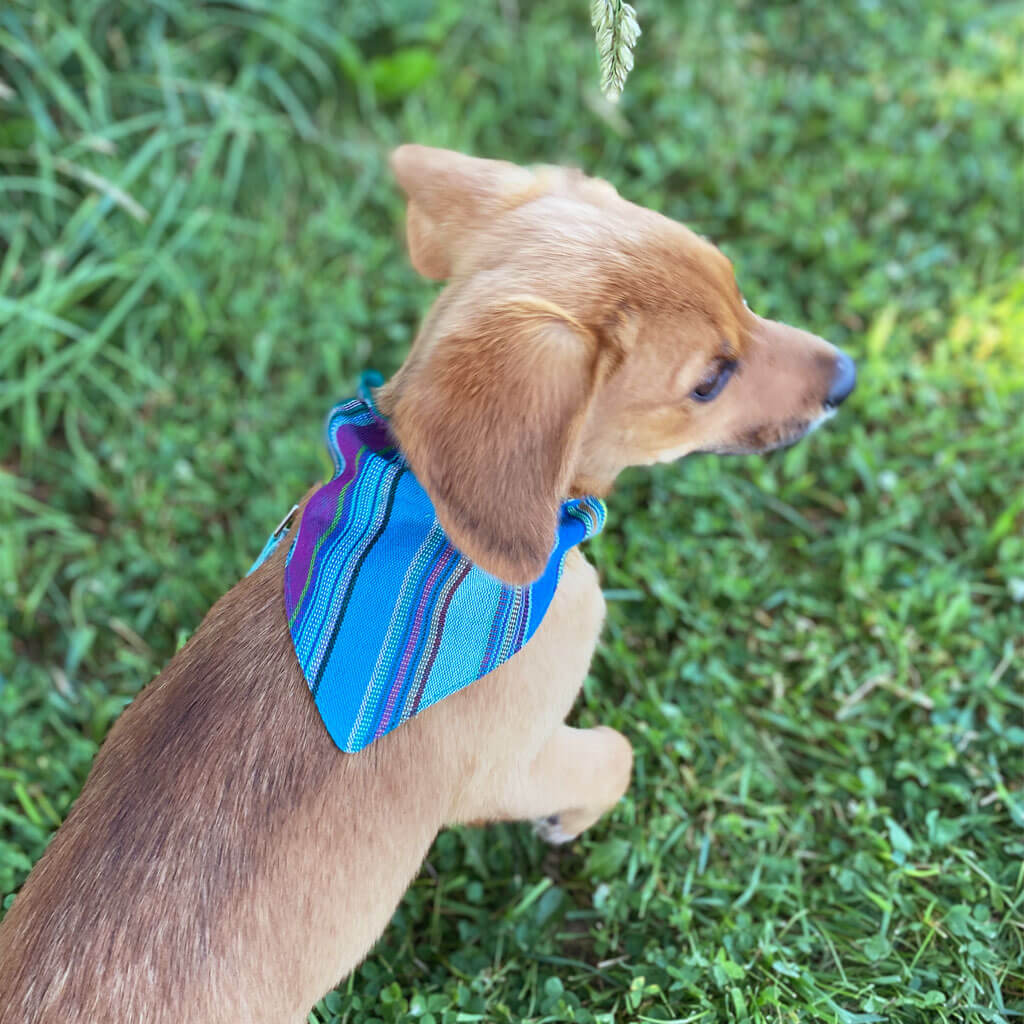 Dog Bandana | Quetzal Jade Jubilee