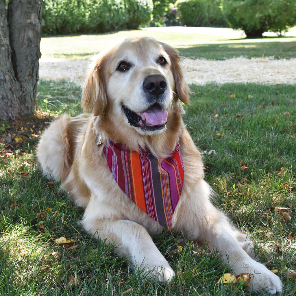 Dog Bandana | Berry Jubilee