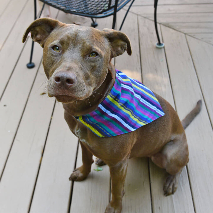 Dog Bandana | Cobalt Blue Stripes