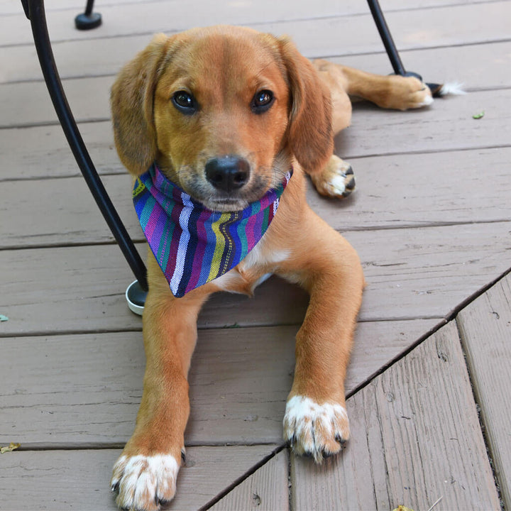 Dog Bandana | Cobalt Blue Stripes