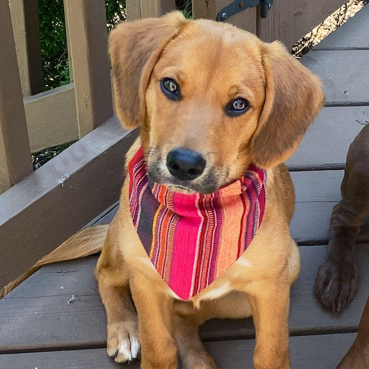 Dog Bandana | Berry Jubilee