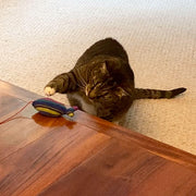 Hand Woven Catnip Toy | Goin' Fishin' Cobalt Stripe