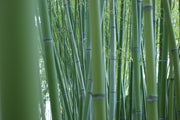 Bamboo Duvet Comforter Insert -Vegan