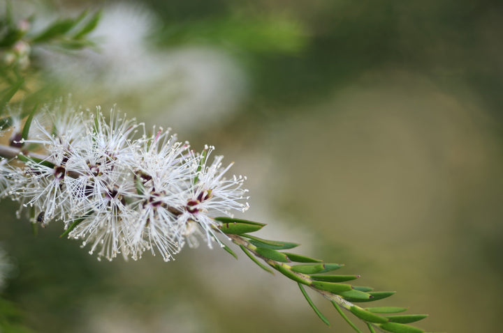 Organic Tea Tree Essential Oil