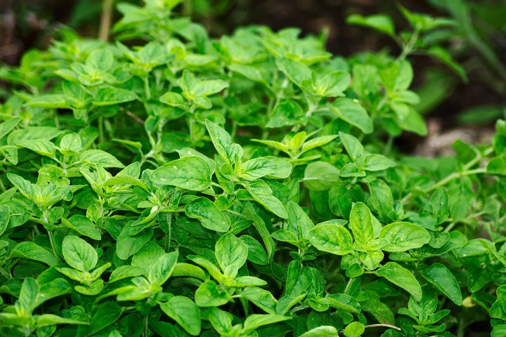 Organic Oregano Essential Oil