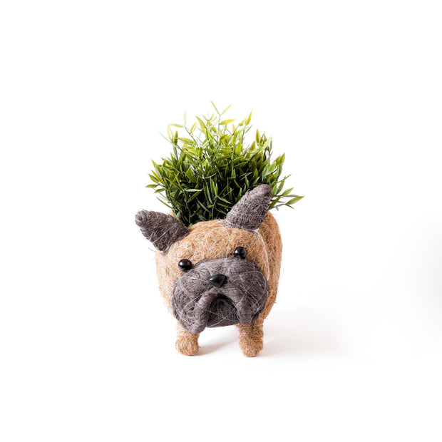 French Bulldog Planter - Coco Coir Pots | LIKHÂ