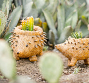Hedgehog Planter - Coco Planter| LIKHÂ