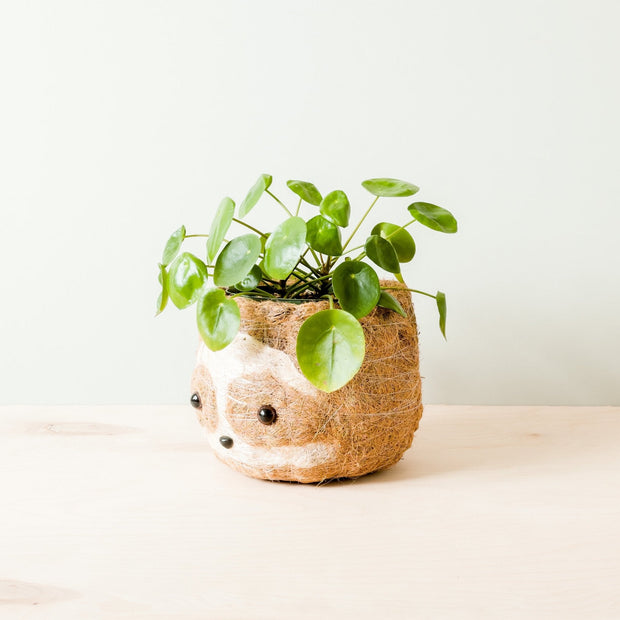Large two-tone Sloth - Coco Coir Pots (6 inch) | LIKHÂ