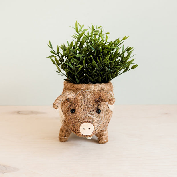 Pig Planter - Coco Coir Pots| LIKHÂ