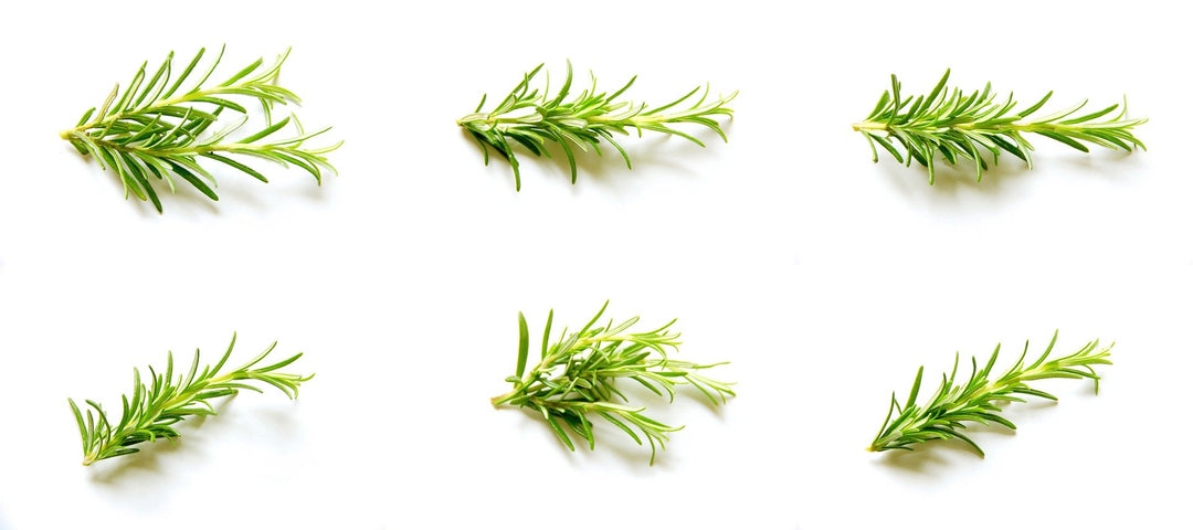 Organic Rosemary Essential Oil