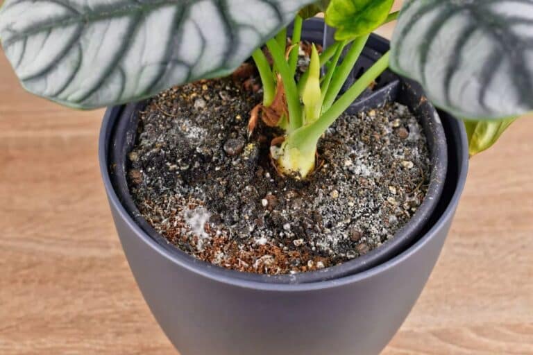 6480846130354 2025 05 14t095440.195