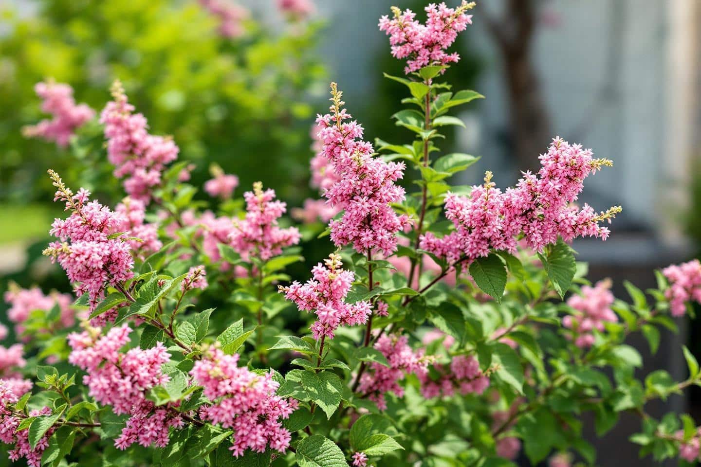 When to trim spirea shrubs for optimal blooming and healthy growth